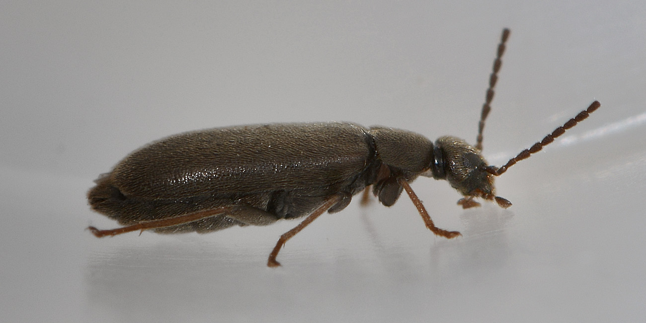 Scraptia sp.